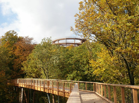 Der Baumwipfel Pfad schlängelt sich durch den Wald