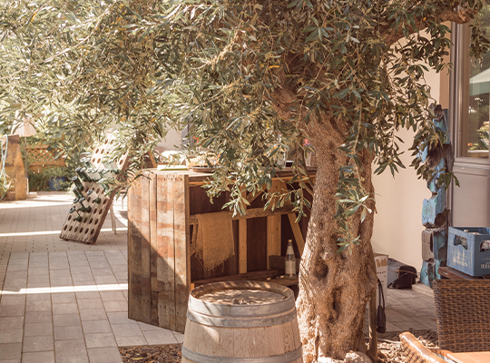 Ein großer Olivenbaum ziert den Außenbereich des Weingut Fischer, alles ist sehr harmonisch angelegt mit Weinfässern zum Sitzen.