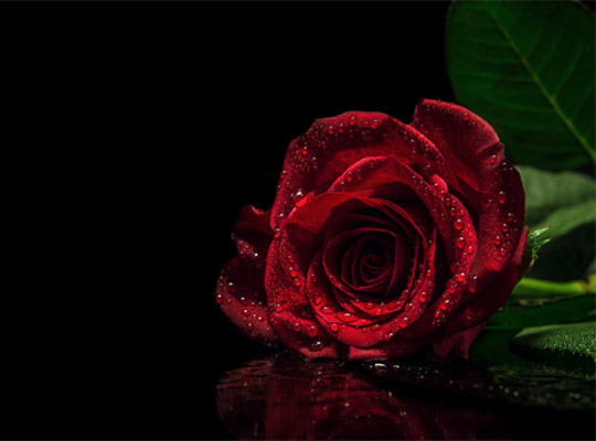 dunkelrote Rose mit Wassertropfen mit schwarzem Hintergrund